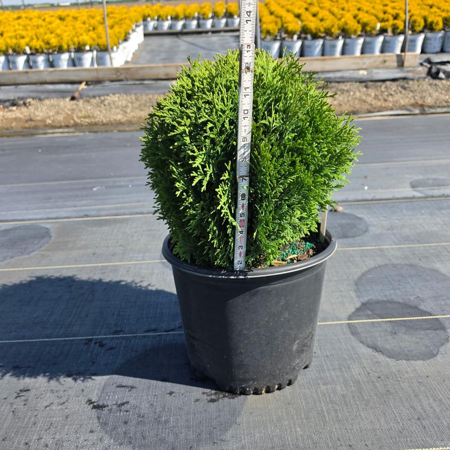 Thuja occidentalis 'Hetz Midget'
