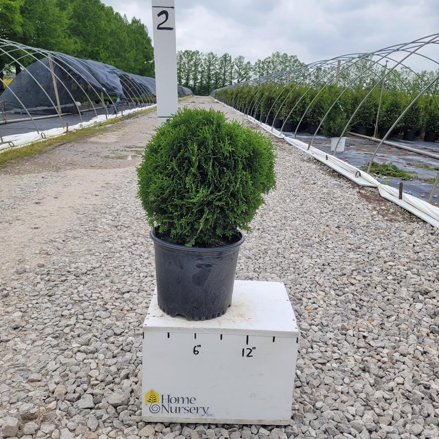 Thuja occidentalis 'Hetz Midget'