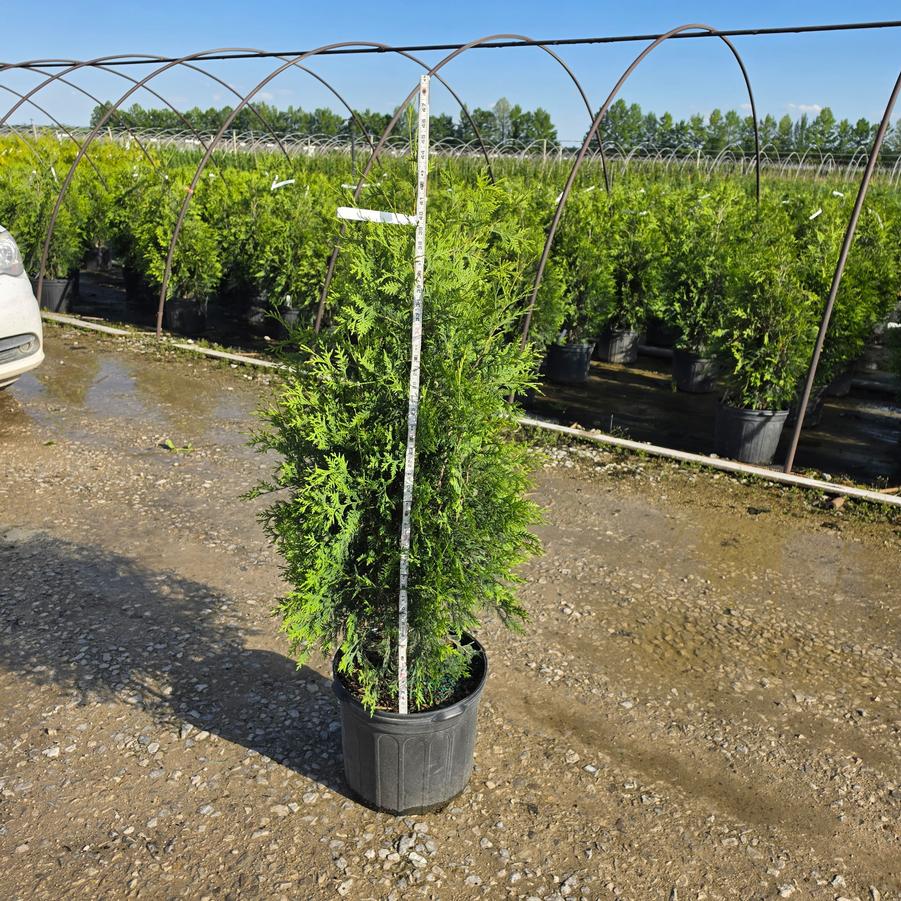 Thuja occidentalis 'Techny'