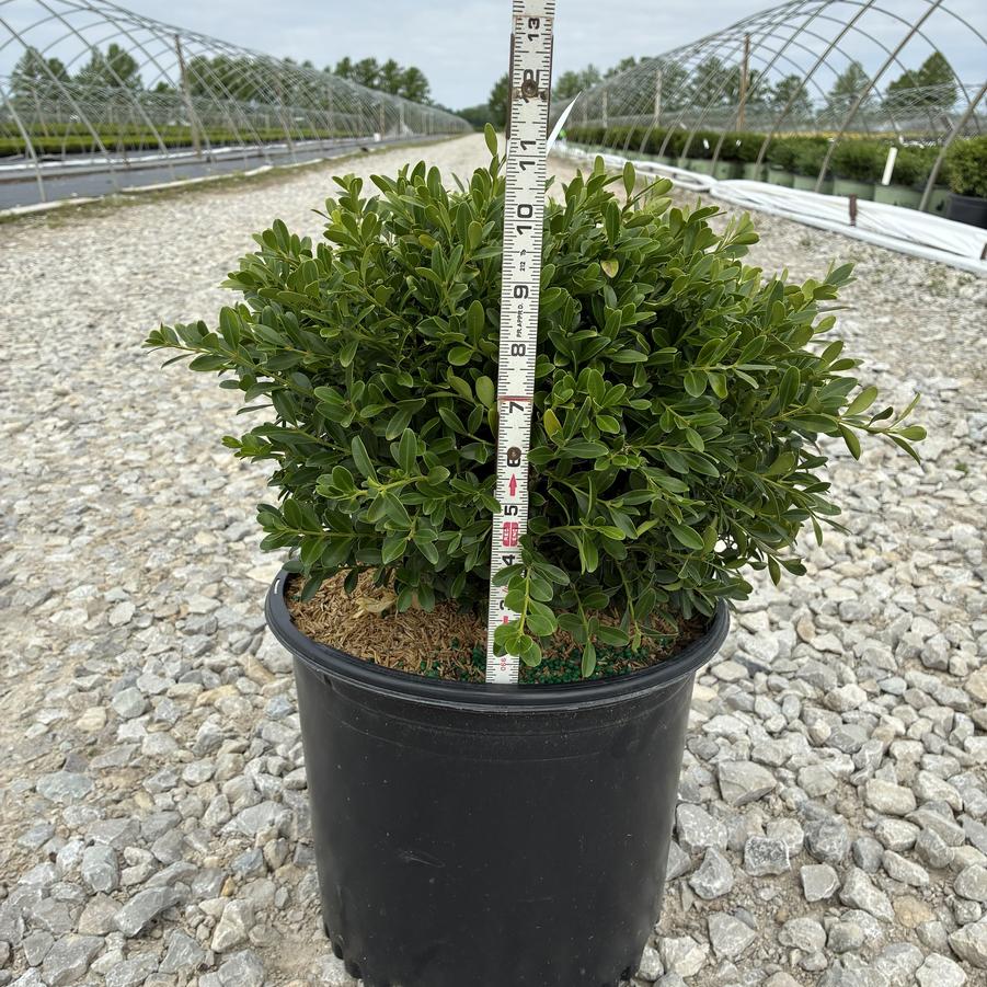 Buxus sinica var. insularis 'Franklin's Gem'