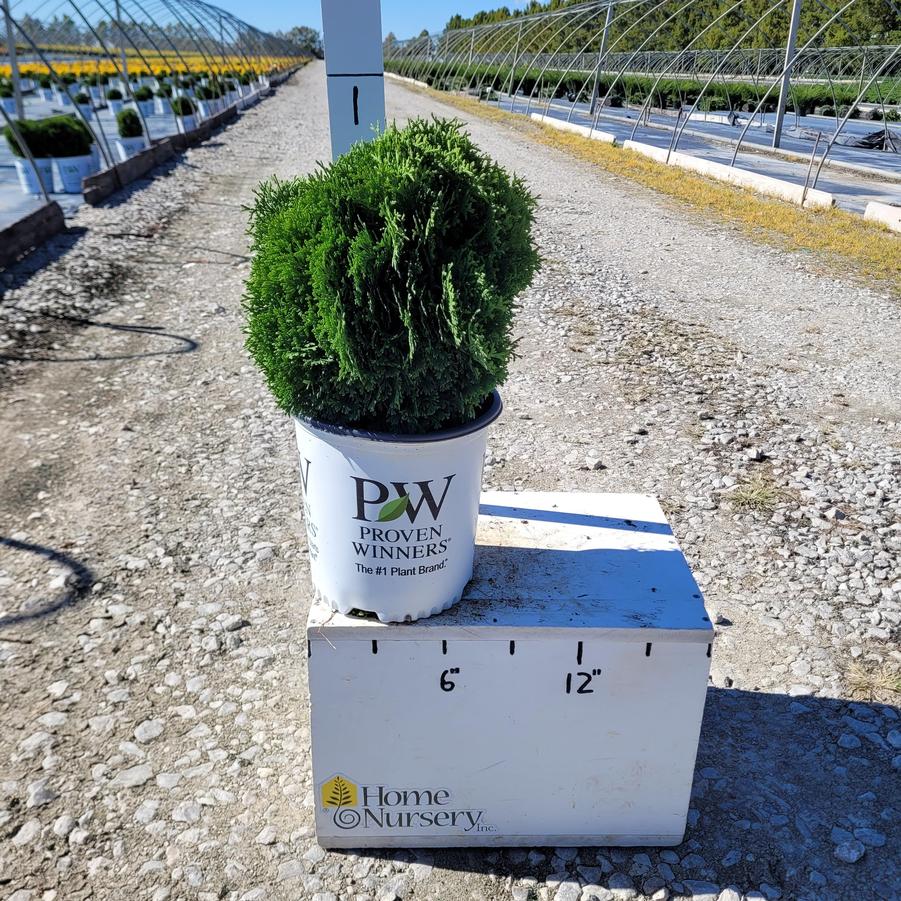 Thuja occidentalis Tater Tot®