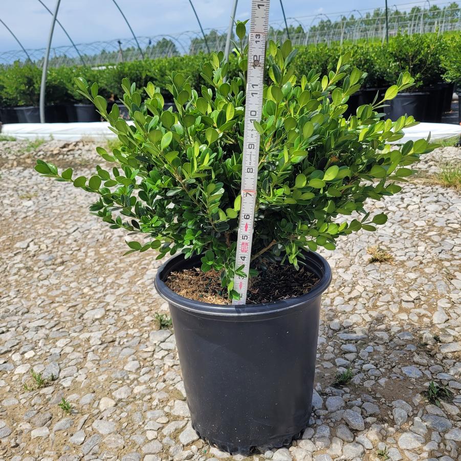 Buxus sinica var. insularis 'Winter Gem'