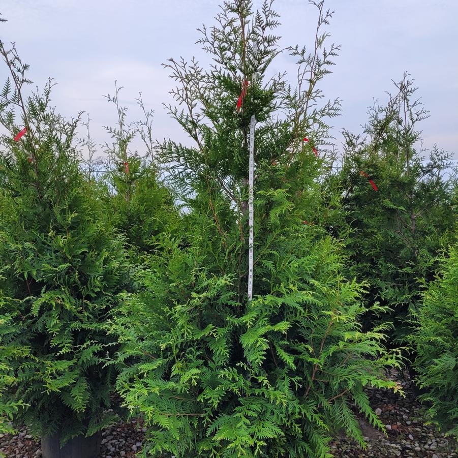 Thuja x 'Green Giant'