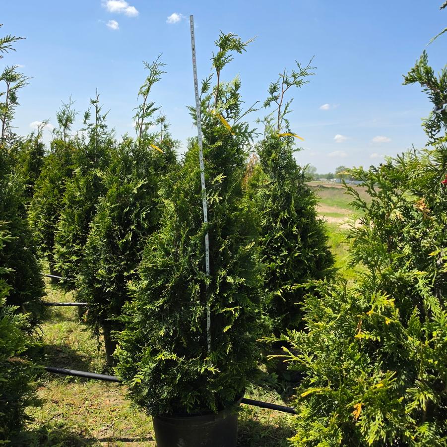 Thuja x 'Green Giant'
