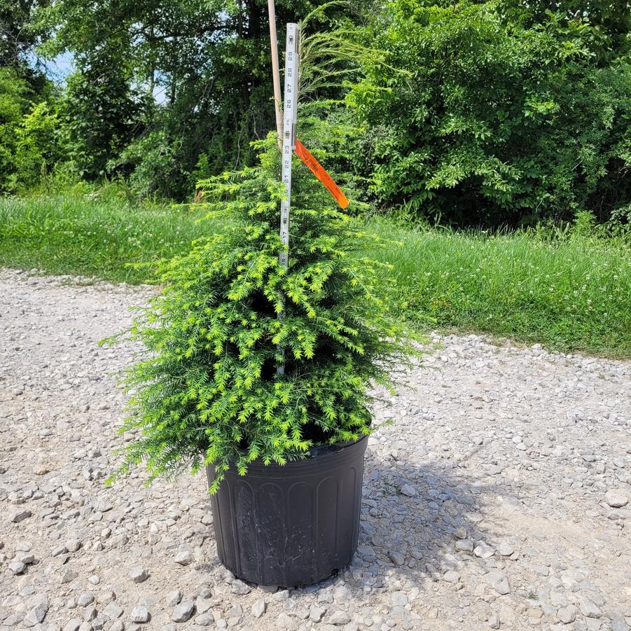 Tsuga canadensis 