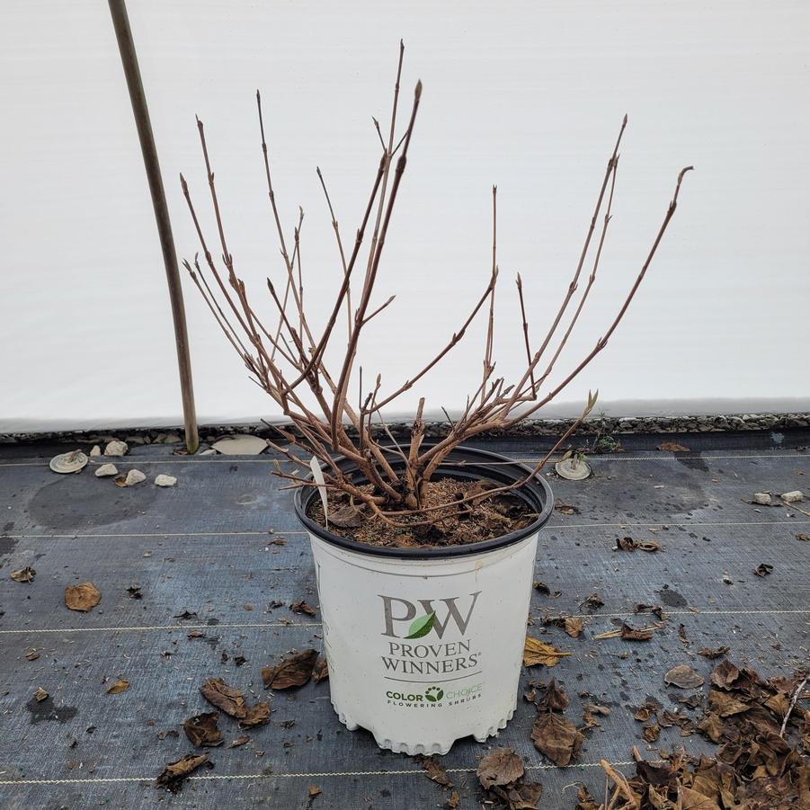 Viburnum carlesii Spice Baby™