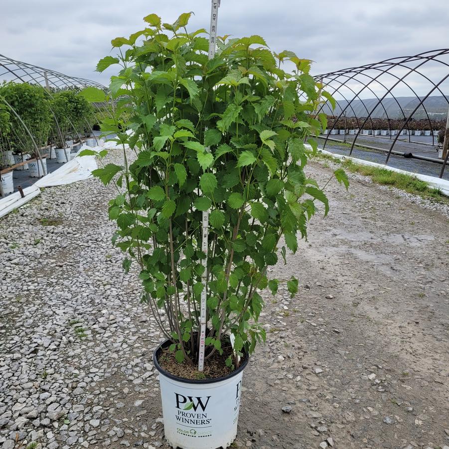 Viburnum dentatum Blue Muffin&reg;