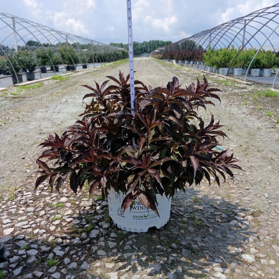 Weigela florida Spilled Wine&reg;