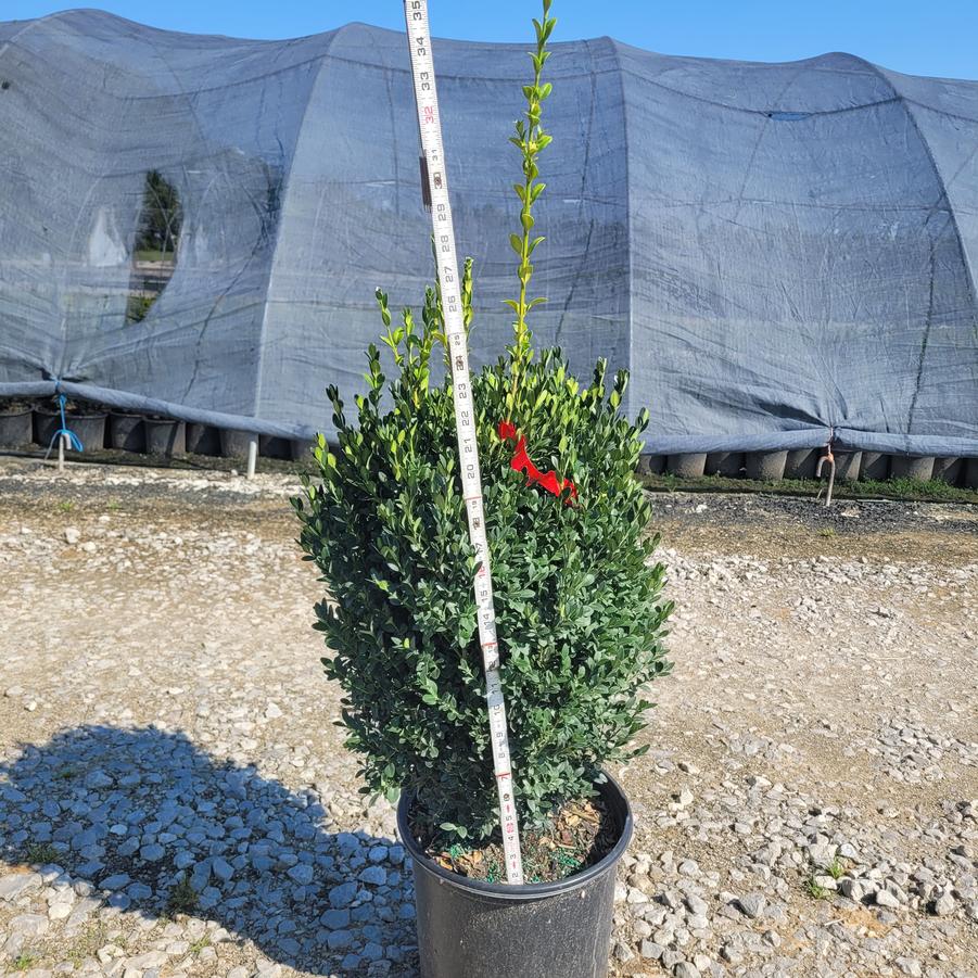 Buxus x 'Green Mountain'