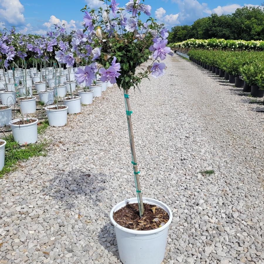 Hibiscus syriacus Blue Chiffon® Tree