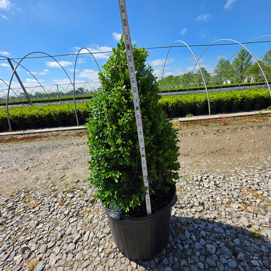 Buxus x 'Green Mountain' Pyramidal