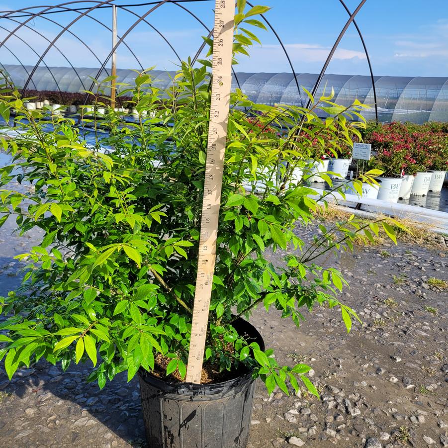 Euonymus alatus Little Moses®