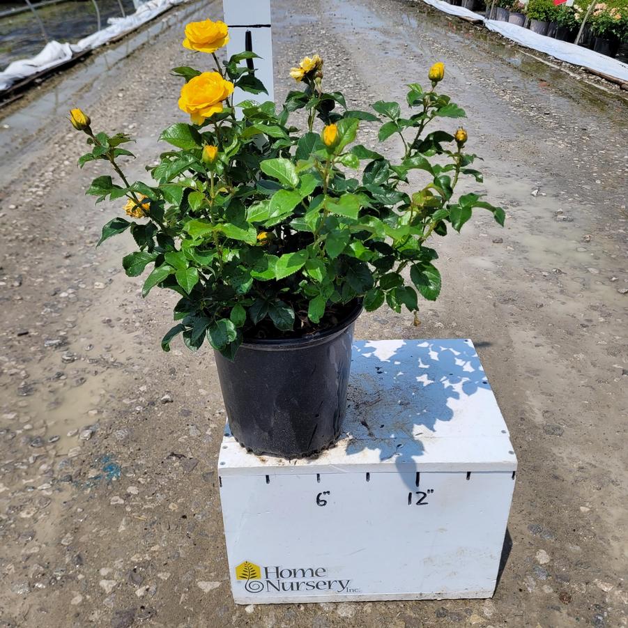 Rosa x Sunbeam™ Veranda®