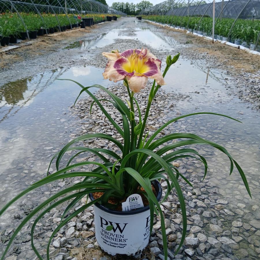 Hemerocallis x Rainbow Rhythm® 'Sound of My Heart'