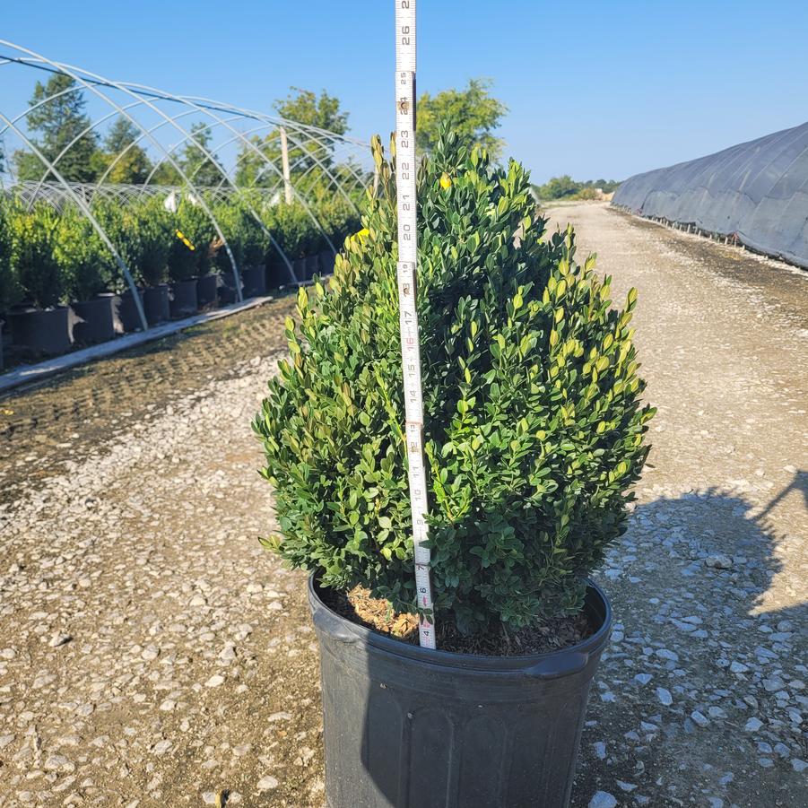 Buxus x 'Green Mountain' Pyramidal