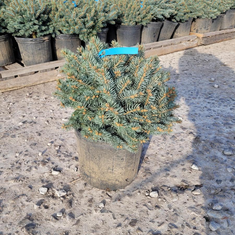 Picea pungens 'Globosa' - low standard