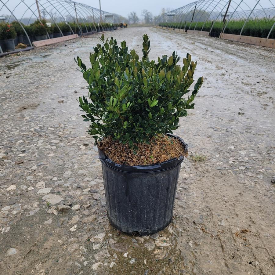 Buxus x 'Green Velvet'