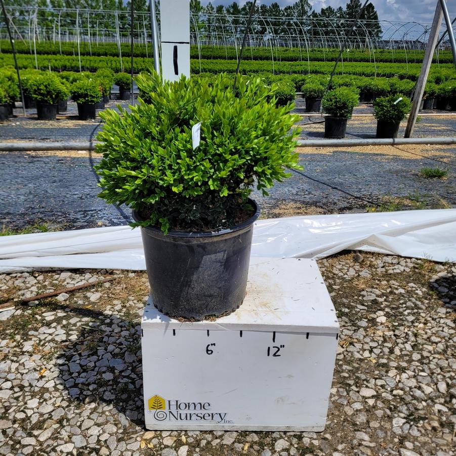 Buxus x 'Green Velvet'