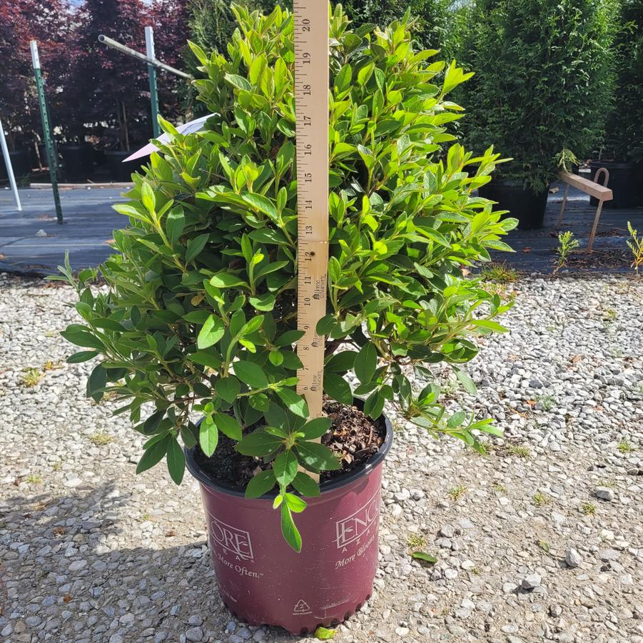 Rhododendron Encore&reg; Autumn Lily®