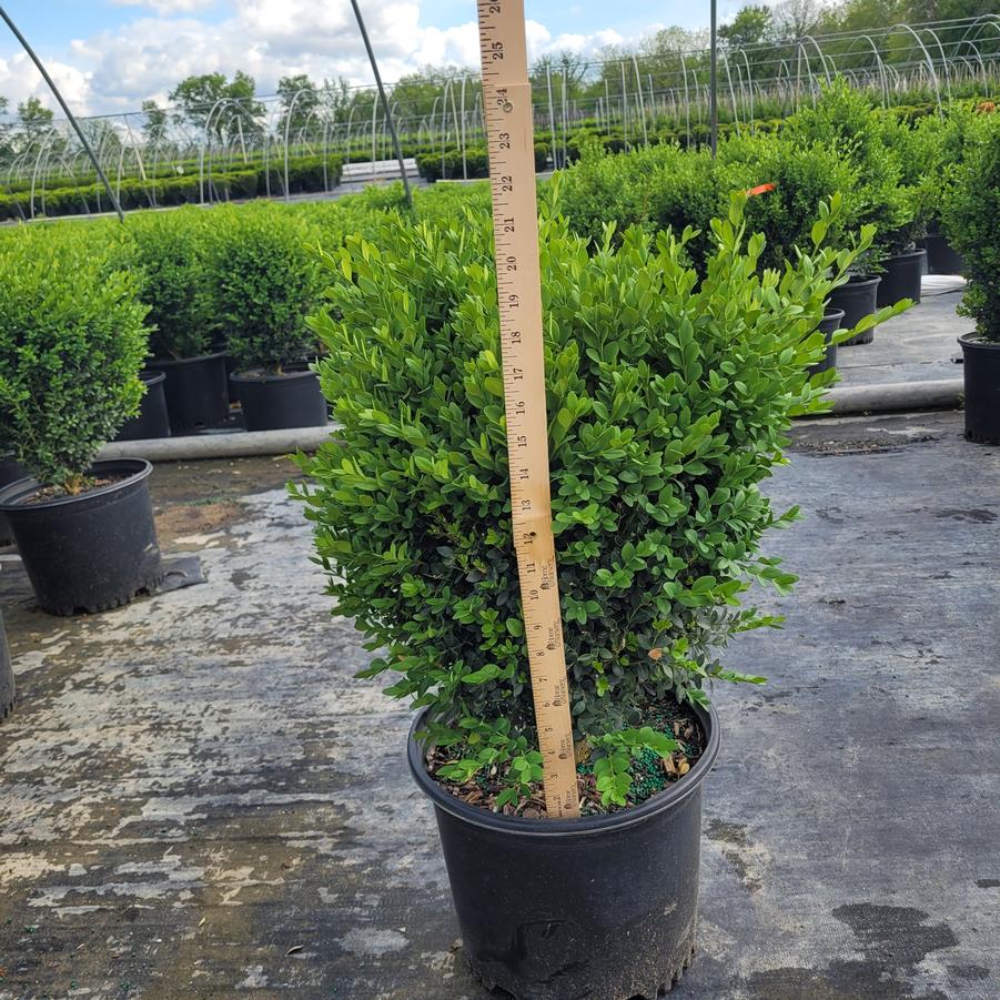 Buxus x 'Green Mountain'