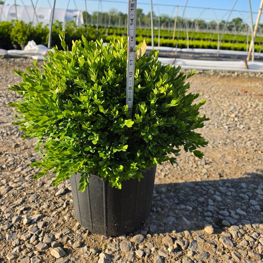 Buxus x 'Green Velvet'
