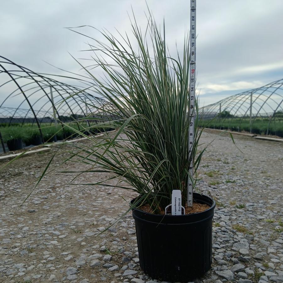 Calamagrostis x acutiflora 'Overdam'