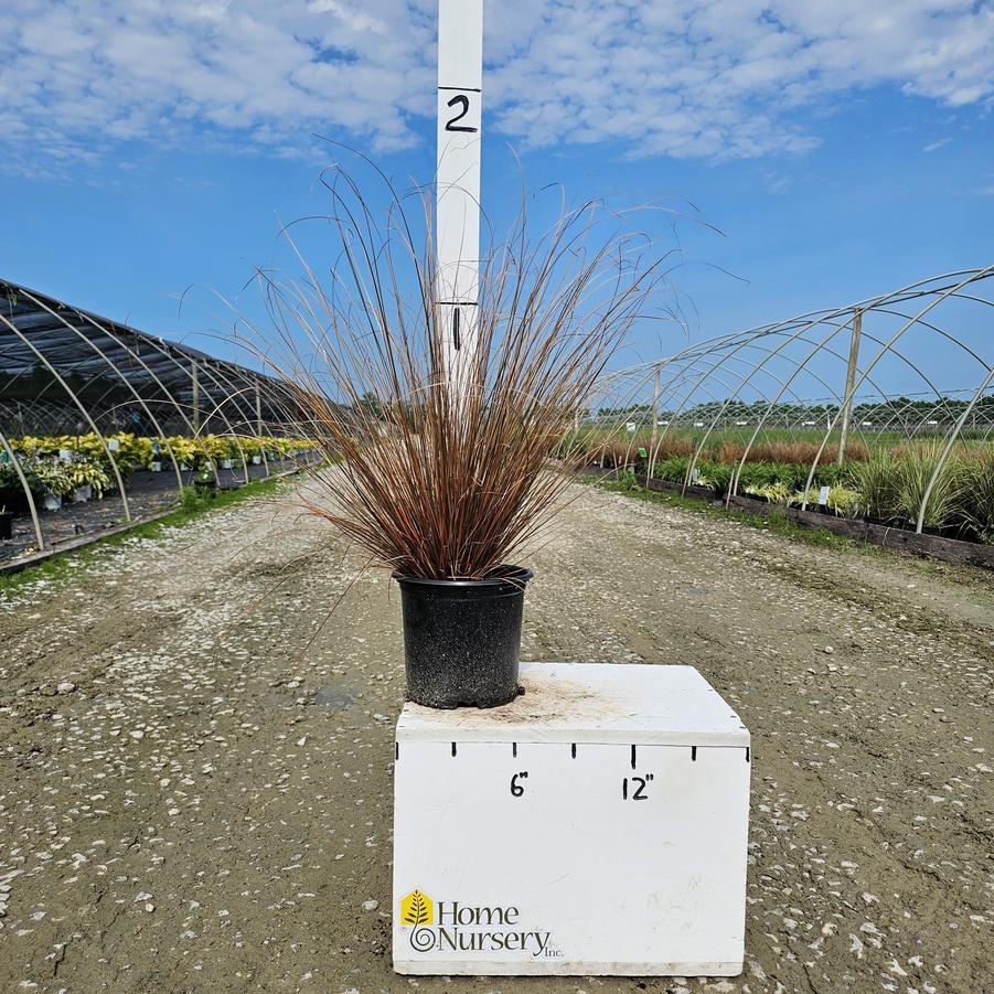 Carex buchananii 'Red Rooster'