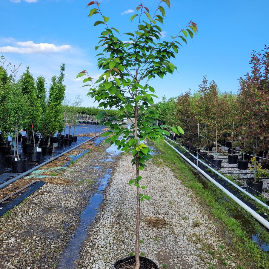 Prunus serrulata 'Kwanzan'