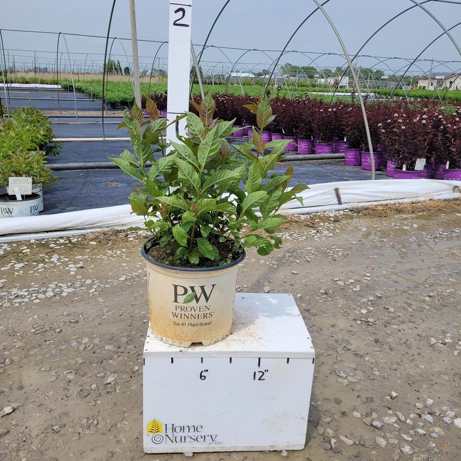 Cephalanthus occidentalis Sugar Shack®
