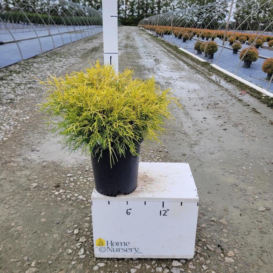 Chamaecyparis pisifera 'Lemon Thread'