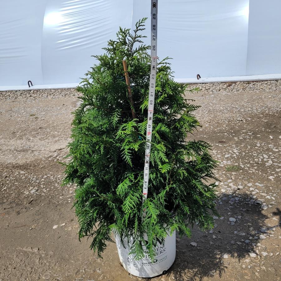 Chamaecyparis pisifera Soft Serve&reg;