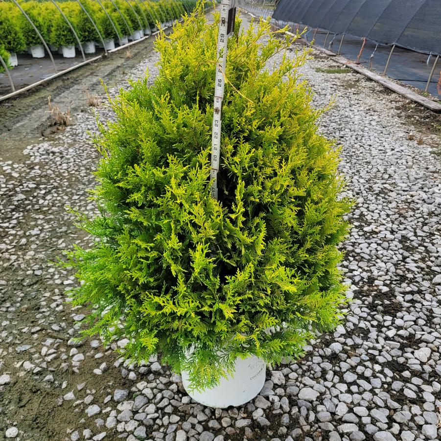 Chamaecyparis pisifera Soft Serve&reg; Gold