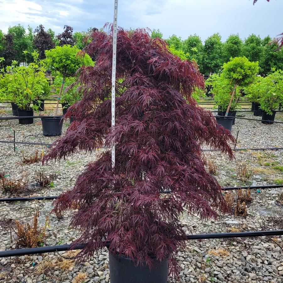 Acer palmatum var. dissectum 'Crimson Queen'