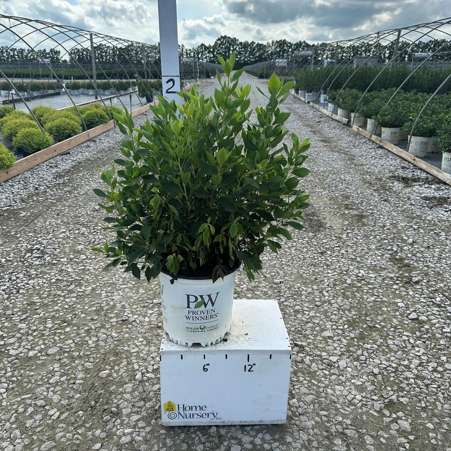 Clethra alnifolia Sugartina®