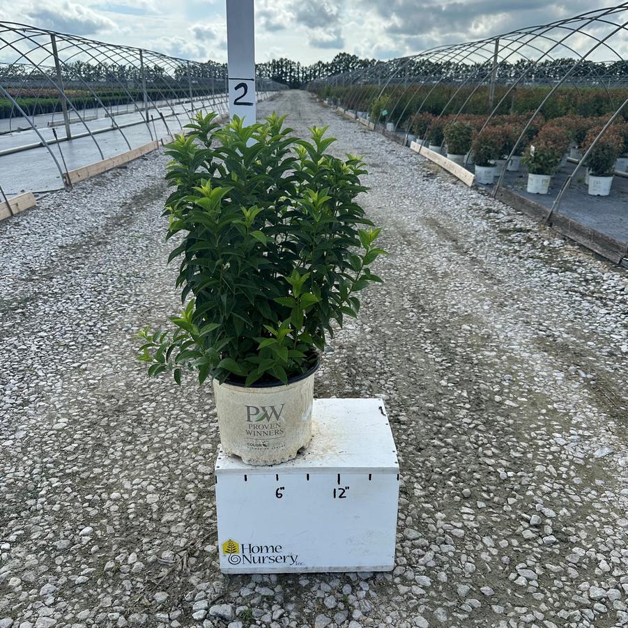 Itea virginica Fizzy Mizzy®