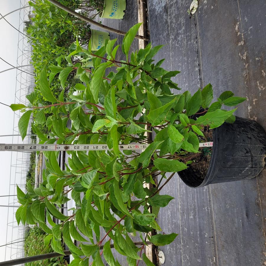 Cornus sericea 'Baileyi'