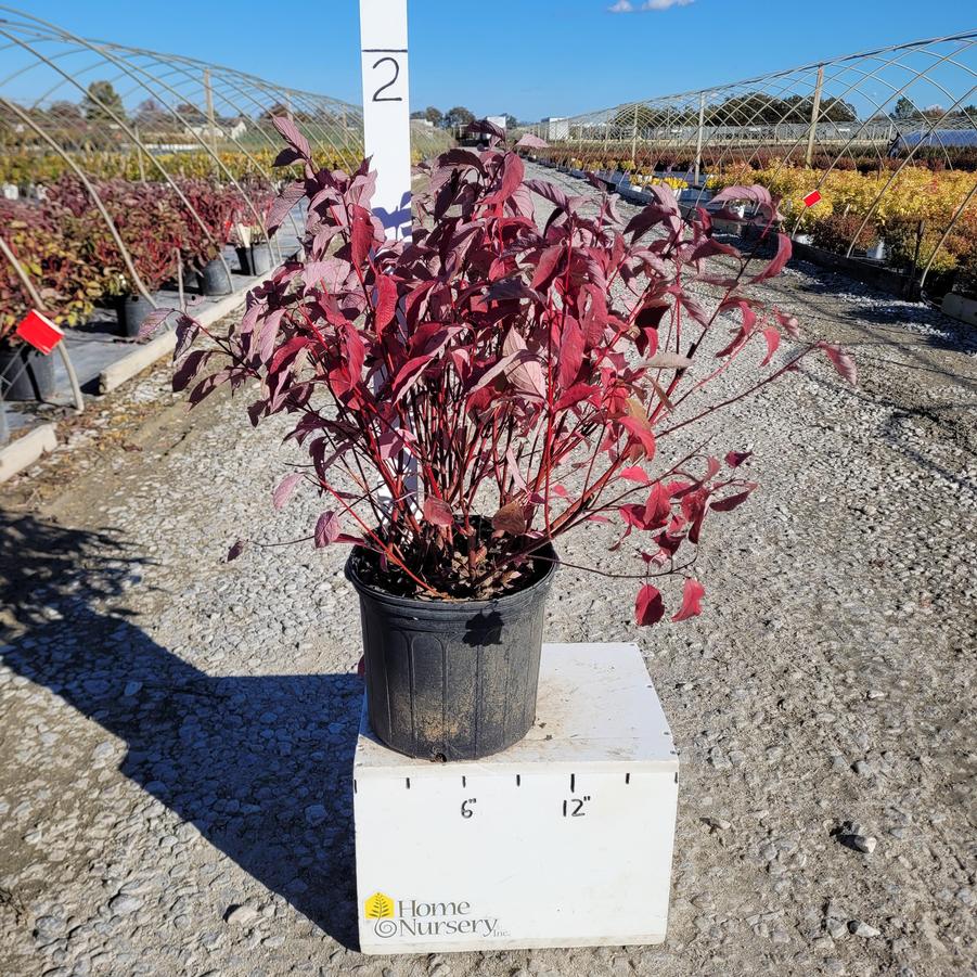 Cornus sericea 'Baileyi'