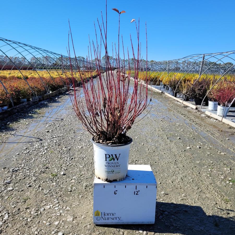 Cornus stolonifera Arctic Fire®