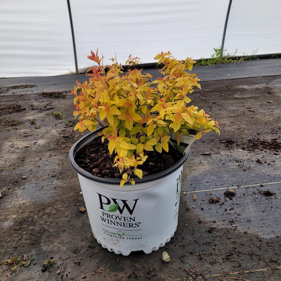 Spiraea japonica Double Play® Candy Corn®