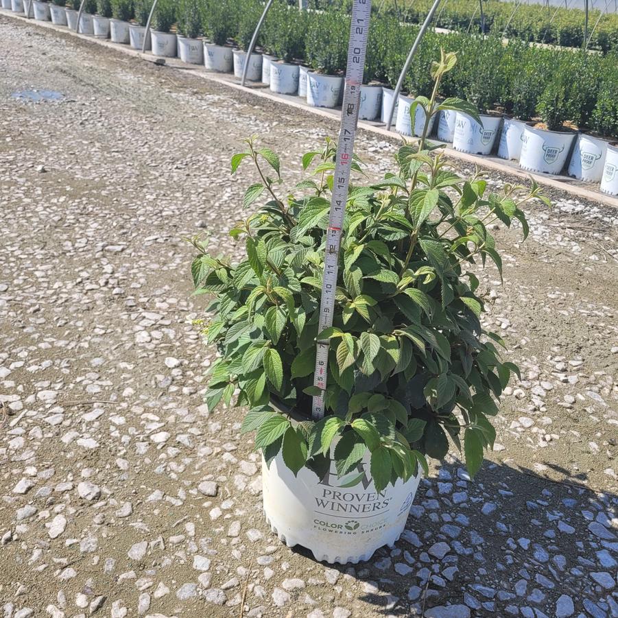 Viburnum plicatum var. tomentosum Steady Eddy®
