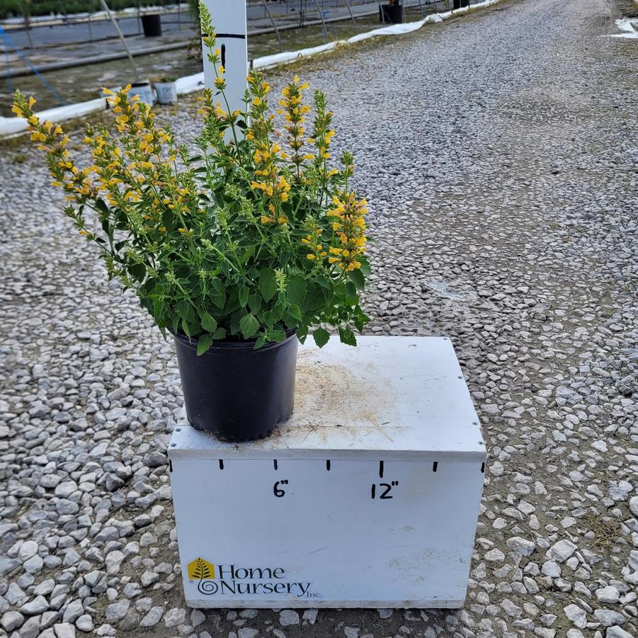Agastache x Kudos™ Yellow