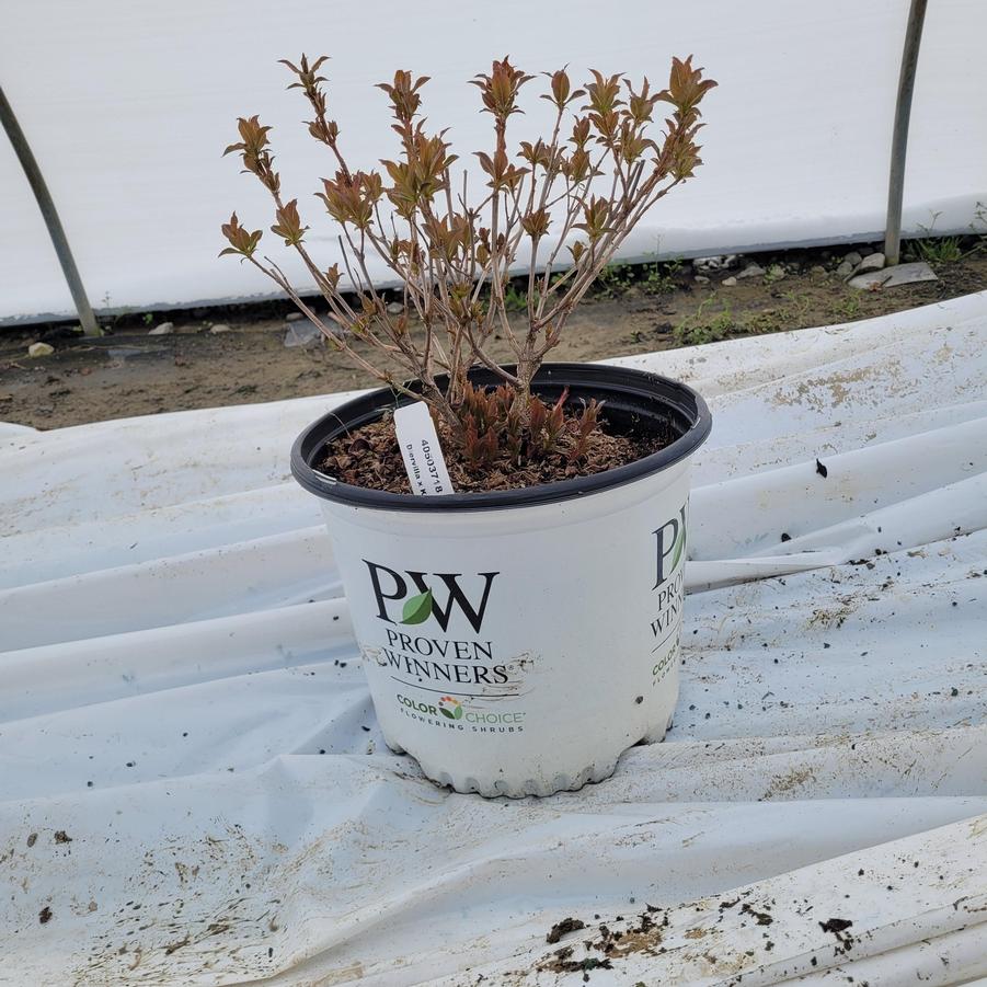 Diervilla x Kodiak&reg; Orange