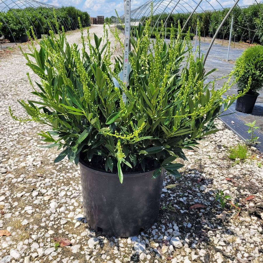 Prunus laurocerasus 'Otto Luyken'