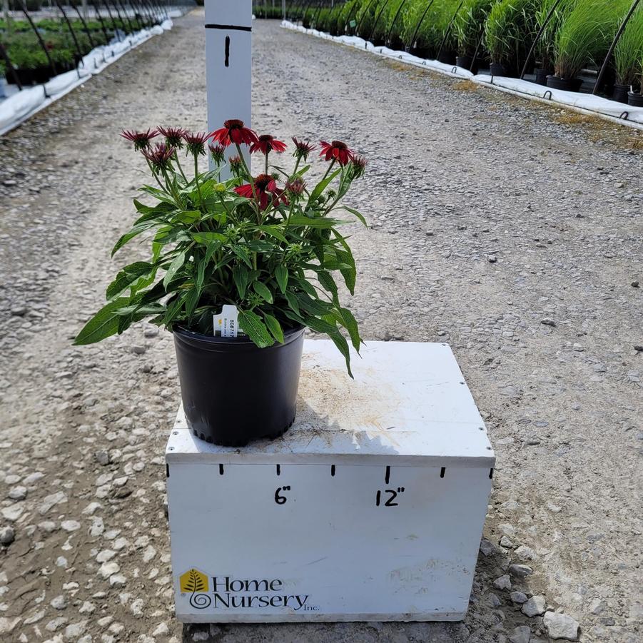 Echinacea x Sombrero® Salsa Red