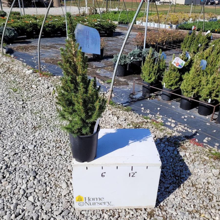 Picea glauca 'Conica'