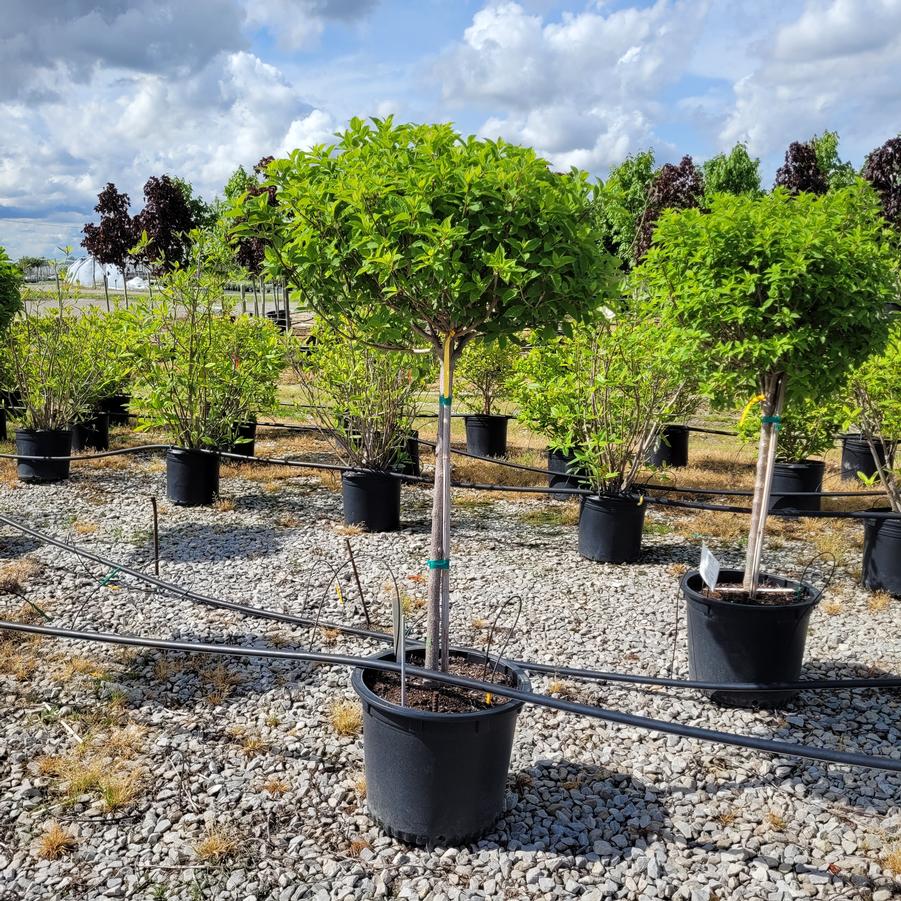 Hydrangea paniculata Limelight' tree form