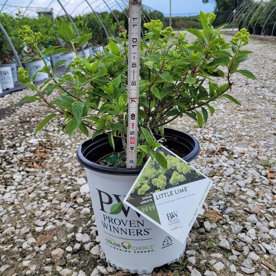 Hydrangea paniculata Little Lime&reg;