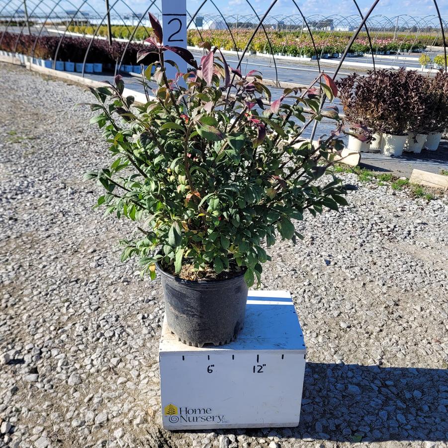 Euonymus alatus 'Compactus'