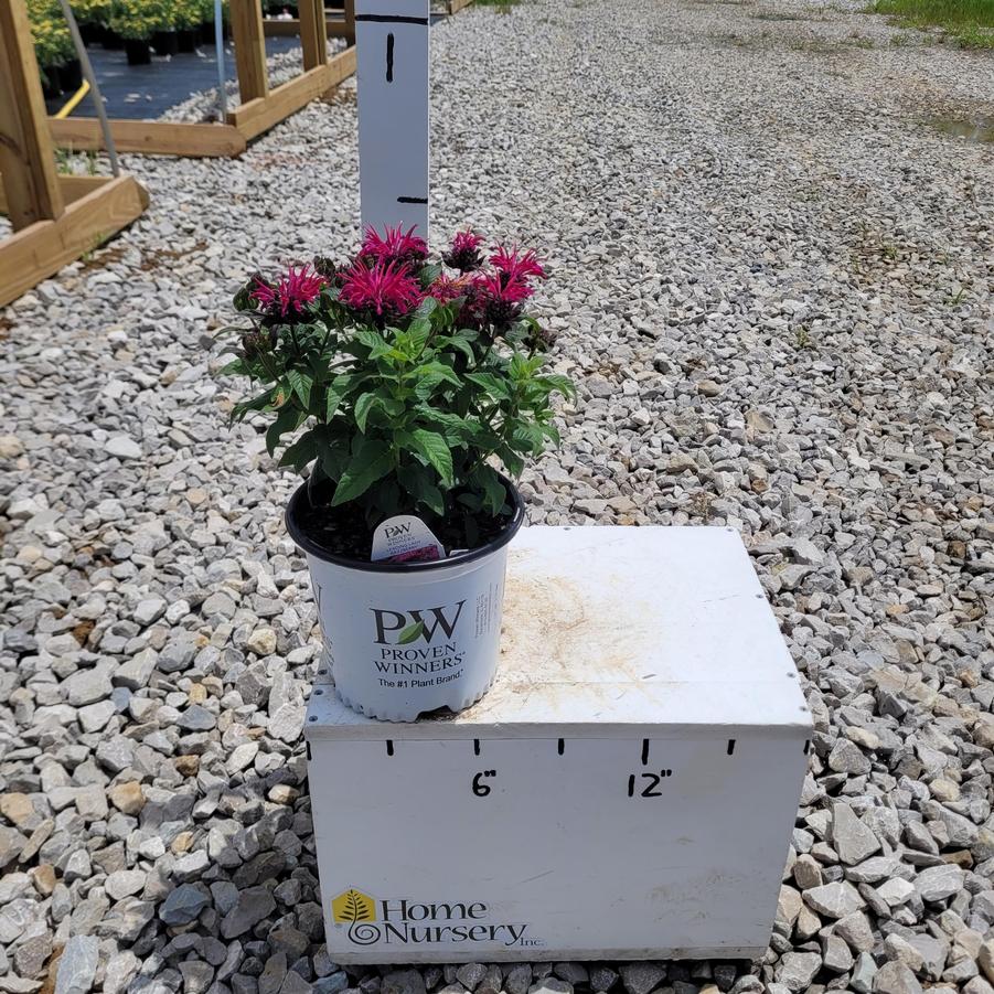 Monarda x 'Leading Lady Razzberry'
