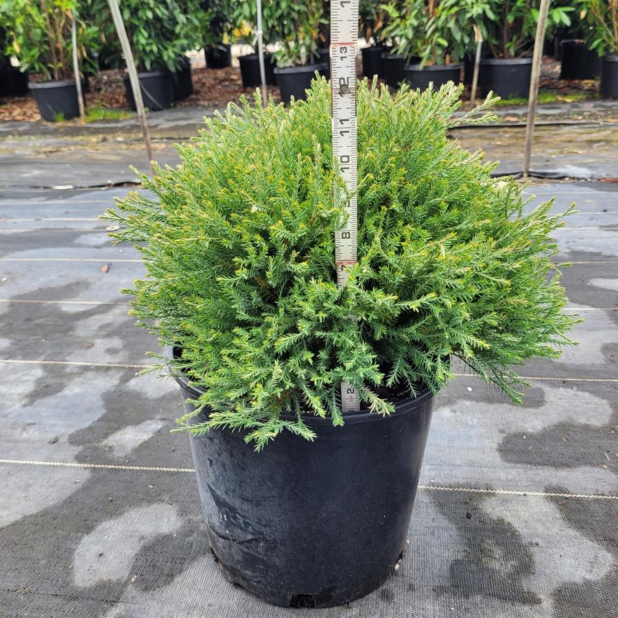 Thuja occidentalis Mr. Bowling Ball®